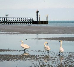 Beach Swans