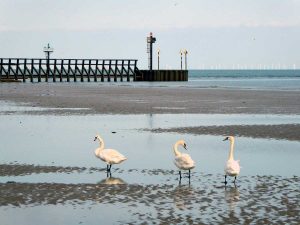 Beach Swans