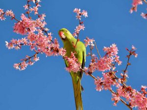 Blossom Parakeet