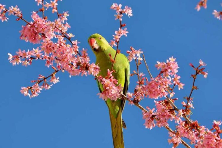 Blossom Parakeet
