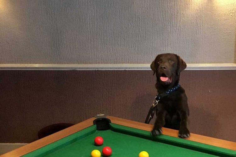 Pool Playing Dog