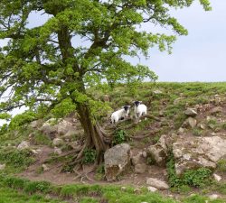 Yorkshire Lambs