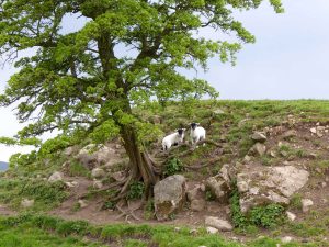 Yorkshire Lambs